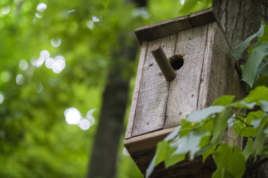 Kutusu veya ormana odun birfhouse iç içe yerleştirme