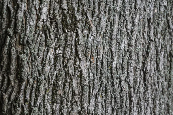Λεπτομέρεια του δέντρου φλοιός υφή για το φόντο Royalty Free Φωτογραφίες Αρχείου