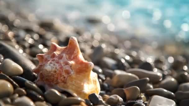 Conch shell on pebble beach — Stock Video