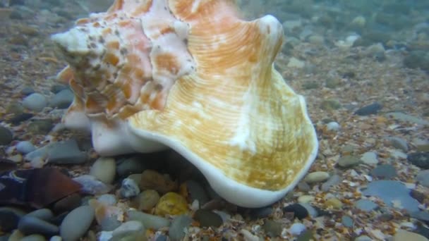 Muschelschale unter Wasser im Ozeanwasser erschossen — Stockvideo