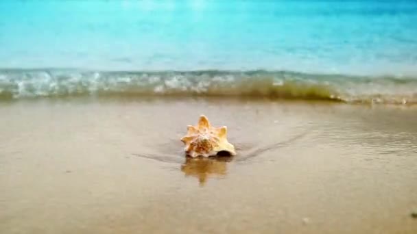 Η Seashell στην άμμο ωκεανό παραλία — Αρχείο Βίντεο