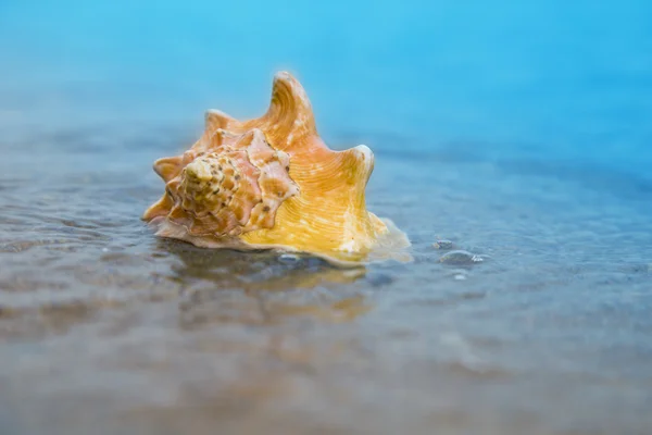 Concha de mar en la arena de la playa a la luz del sol, fondo, de cerca — Foto de Stock