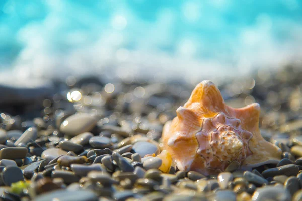 stock image Conch shell on the beach