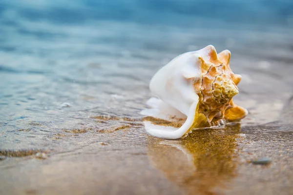 Concha de mar en la arena de la playa a la luz del sol, fondo, de cerca — Foto de Stock