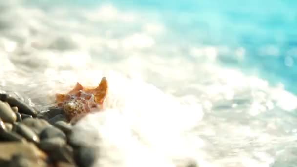 Concha na praia de seixos e ondas — Vídeo de Stock