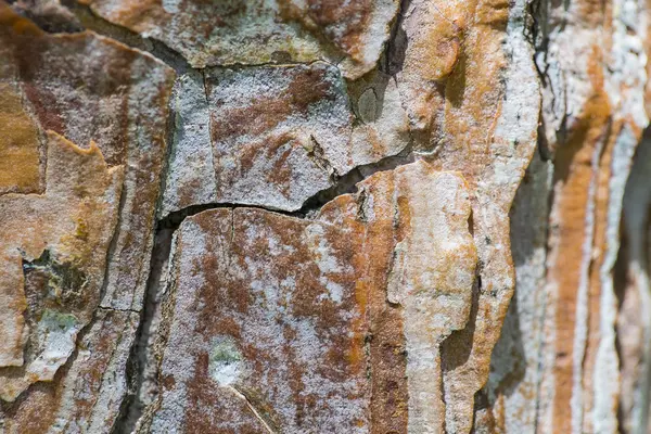 Detalle de textura de corteza de pino para fondo —  Fotos de Stock