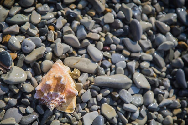 Seashell on sand and pebble beach by the sea. — Stock Photo, Image