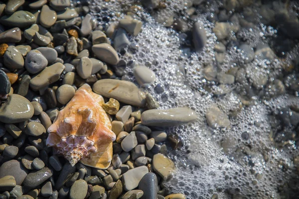 Muschel am Kieselstrand am Meer. — Stockfoto