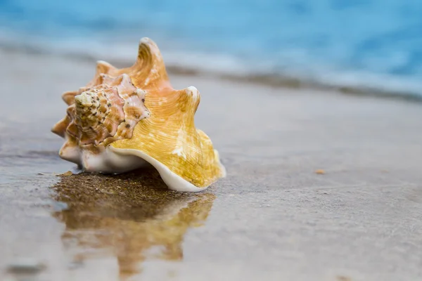 Concha de mar en la arena de la playa a la luz del sol, fondo, de cerca — Foto de Stock