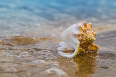 Seashell güneş ışığı altında arka plan, plajın kumları üzerinde kapat