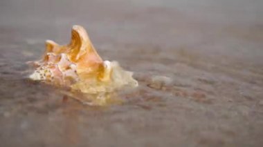 Seashell kum plaj ve dalgalar Sunrise