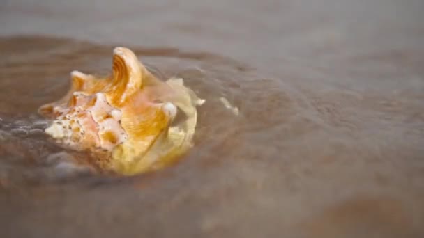 Muschel am Sandstrand und Wellen im Sonnenaufgang. Nahaufnahme. — Stockvideo