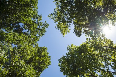 Güneş ışığı ile bahar yeşil yeşillik