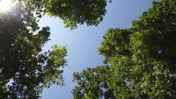Luz solar a través del follaje verde primavera de rotación — Vídeos de Stock