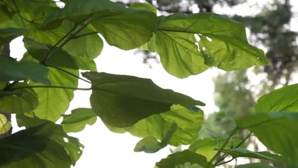 Slunečního záření přes sycamore jarní zelené listy — Stock video