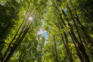 Güneş ışığı ile sıçramak yeşil yaprakları