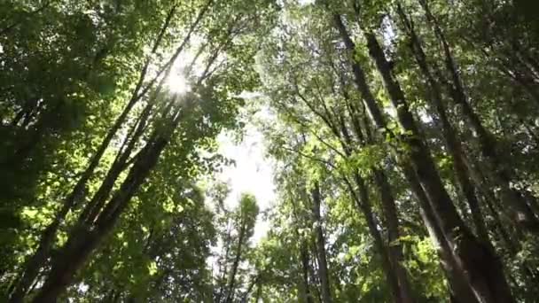 Luce del sole attraverso le foglie verdi primaverili — Video Stock