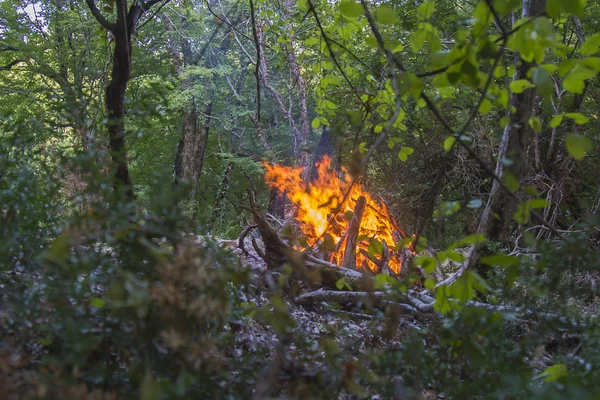 Φυσάει στα φλεγόμενα δέντρα κατά τη διάρκεια μια πυρκαγιά στο δάσος. Εικόνα Αρχείου