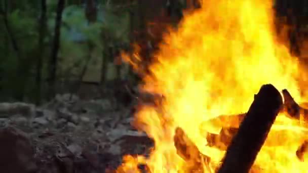 Bei Waldbrand auf brennende Bäume geweht. — Stockvideo