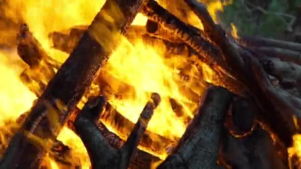 Fogueira na floresta — Vídeo de Stock