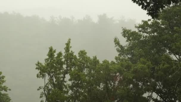 Tropického lijáku s pozadím dubový les. Zahrnout původní zvuk. — Stock video