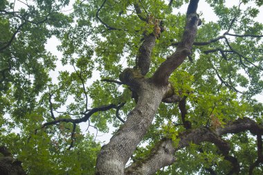 Antik meşe yapraklı treetop.