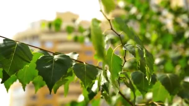 Le vert frais de l'immeuble de bureaux de la ville — Video