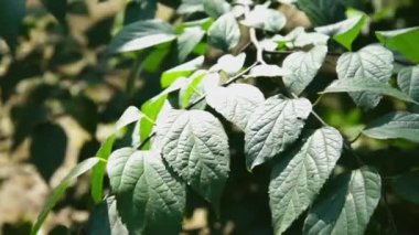 Güneş ışığı yeşil çınar yaprakları bahar aracılığıyla