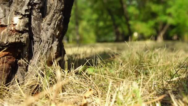 Fir cone falls on the ground in the forest — Stock Video