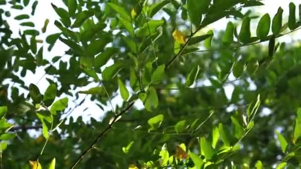 Lumière du soleil à travers les feuilles du printemps 