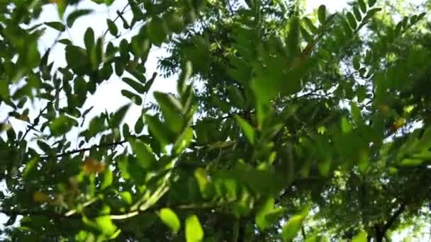 Lumière du soleil à travers les feuilles du printemps 