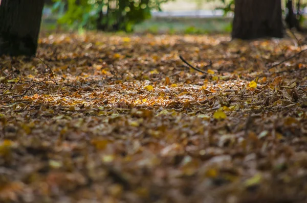 Streszczenie liści jesienią nadaje się jako tło — Zdjęcie stockowe