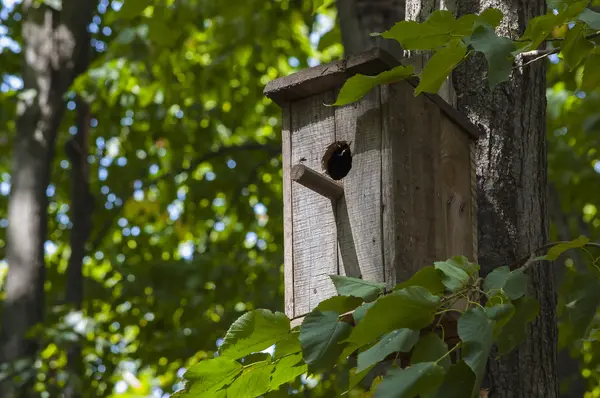 Zagnieżdżanie pole lub birfhouse na drzewie w parku — Zdjęcie stockowe