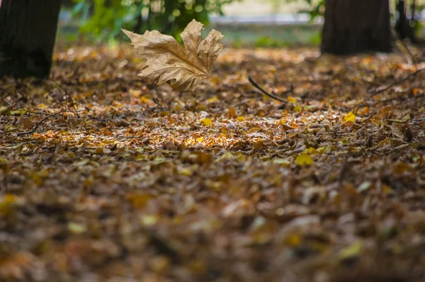 Streszczenie liści jesienią nadaje się jako tło — Zdjęcie stockowe