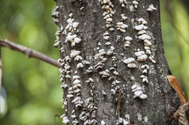 Birçok bir ağaç gövdesinde mantar