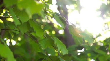 Sunshine olayları aracılığıyla bahar yeşil yeşillik ile