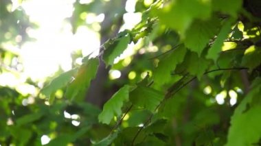 Sunshine olayları aracılığıyla bahar yeşil yeşillik ile