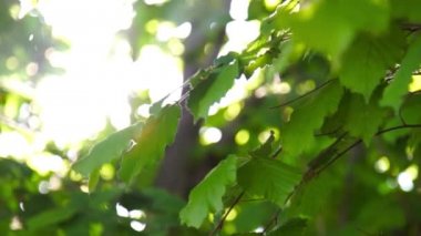 Sunshine olayları aracılığıyla bahar yeşil yeşillik ile