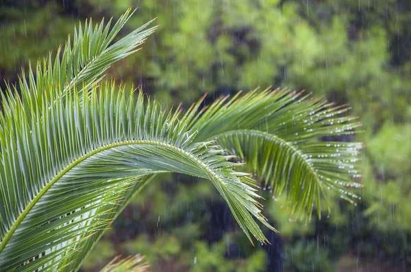 Капли дождя на ветви пальм под тропическим ливнем — стоковое фото