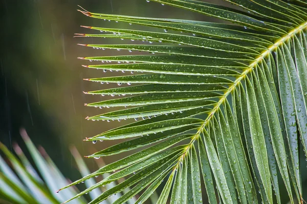 Капли дождя на ветви пальм под тропическим ливнем — стоковое фото