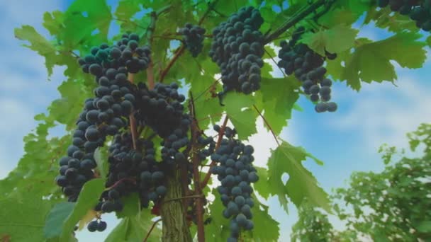 Viñedos al atardecer en la cosecha de otoño. Uvas maduras en otoño. — Vídeos de Stock