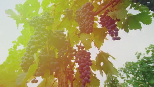 Kebun anggur saat matahari terbenam saat panen musim gugur. anggur matang di musim gugur. — Stok Video