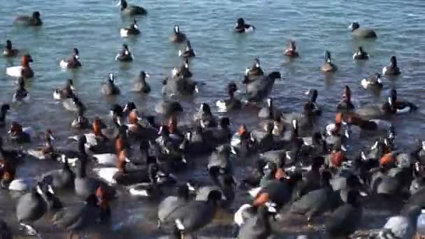 Palomas en la playa — Vídeo de stock