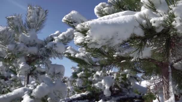 Wstrząsnąć Off śnieg z oddziałów jodła — Wideo stockowe