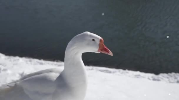 Witte ganzen eten op een meer sneeuw — Stockvideo