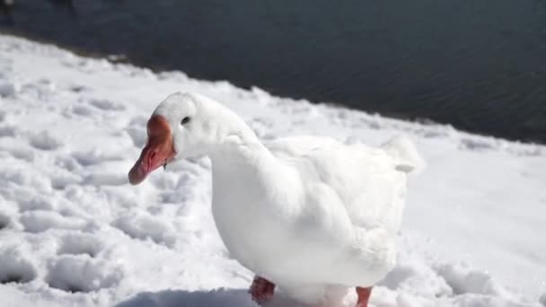 Witte ganzen eten op een meer sneeuw — Stockvideo