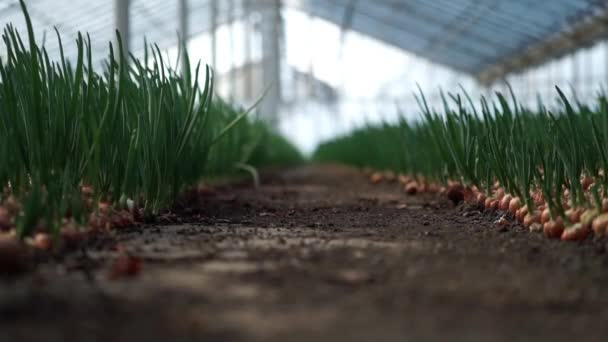 Camas de cebola verde — Vídeo de Stock