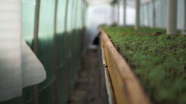 Genç fide domates bir sera içinde