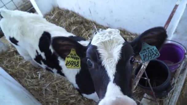 Schuur kalf. Koeien op Russische boerderij — Stockvideo