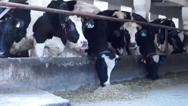 谷仓小牛。在俄罗斯的农场里的牛 — 图库视频影像